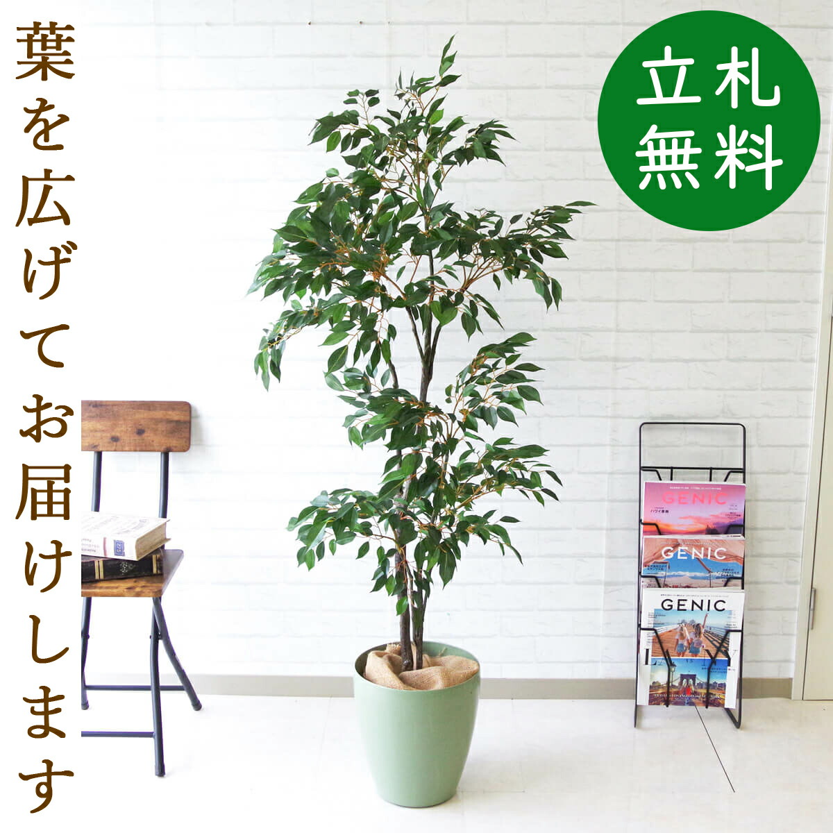 楽天市場】人工観葉植物 フェイクグリーン クラシックフィカス H約