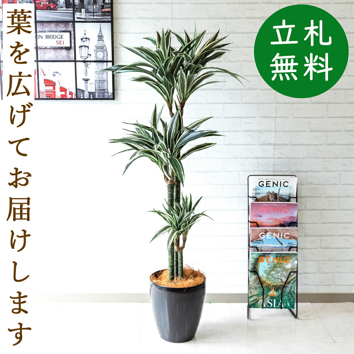 人工観葉草木 ニセ物グリーン ドラセナトランク Hほとんど140cm お御祝い立札無料 観葉植物 フェイク 乙 アーティフィシャルグリーン 観葉ツリー 人工樹木 ファニチャー 室表示ところ 事務室 開業祝い Pg193 65bk ドラセナトランク H約140cm ポリプロピレン椀