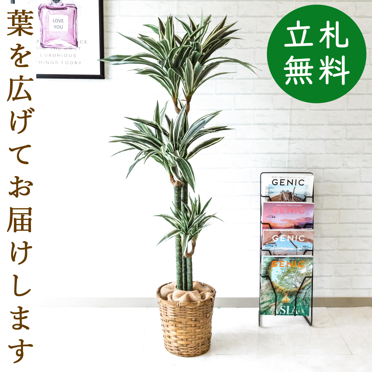 楽天市場】人工観葉植物 フェイクグリーン ドラセナコンシネ H約155cm