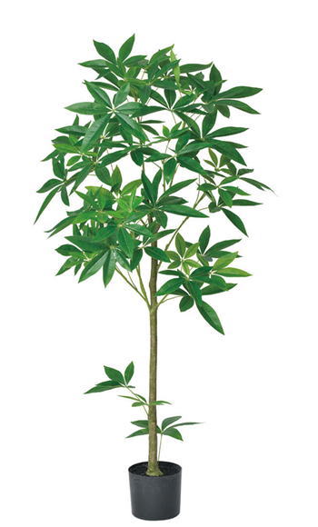 高さ150cm パキラ(ポット付) アイコ Artificial Plants｜中古オフィス家具のサテライト