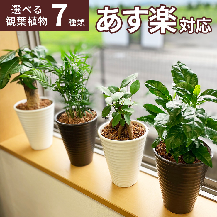 楽天市場】あす楽 14時まで 観葉植物 ミニ 観葉 小さい おしゃれ 白