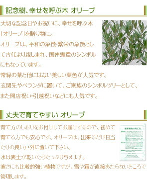 貨物輸送無料 オリーブ 素焼 鉢植え 観葉植物 安心ギフ メッセ Rcp Foxunivers Com