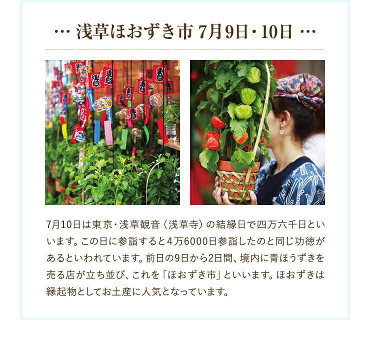 あす楽 14時まで ほおずき鉢植え文明堂詰合セット ほおずき どら焼き 鉢植え カステラ巻 ホオズキ鉢植え ほおずきの鉢植え