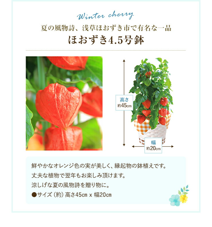 市場 あす楽 カステラ巻 どら焼き ほおずきの鉢植え 鉢植え ほおずき鉢植え文明堂詰合セット 14時まで ほおずき ホオズキ鉢植え