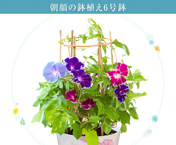 当日発送17時〆 朝顔 鉢植え あさがお アサガオ 送料無料 6号 鉢 日本