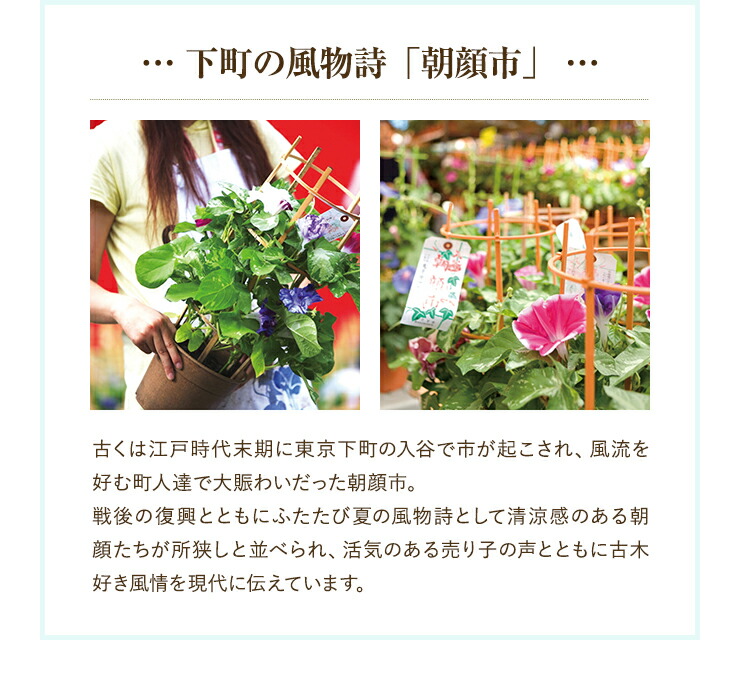 朝顔 鉢植え あさがお アサガオ 送料無料 6号 鉢 日本朝顔 マジック