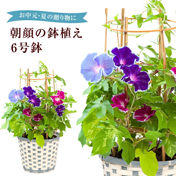 楽天市場 あす楽 14時まで 朝顔鉢植え 朝顔の鉢植え 朝顔 朝顔市 鉢花 花鉢 あさがお アサガオ 鉢植え フラワーギフト 中元 ギフト 誕生日 プレゼント 花のギフト社 花のギフト社onlineshop