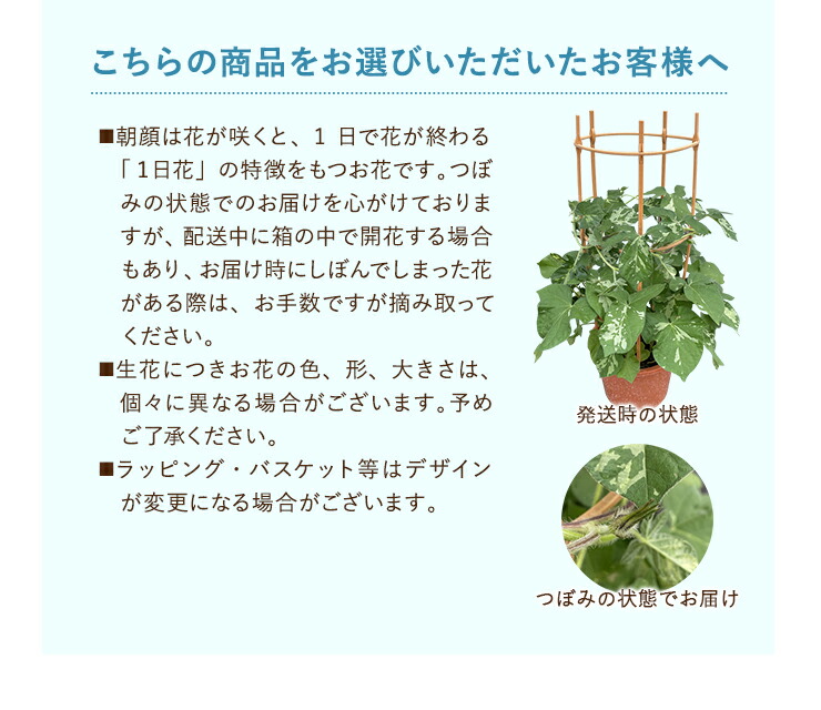 朝顔 鉢植え あさがお アサガオ 送料無料 6号 鉢 日本朝顔 マジック