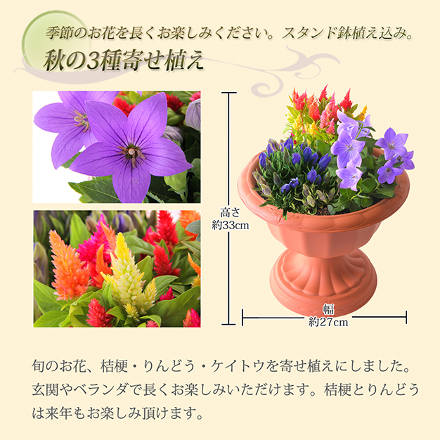 楽天市場 敬老の日 あす楽 花 ギフト プレゼント 3種寄せ植え8号鉢 フラワーギフト 鉢植え リンドウ ケイトウ 桔梗 花のギフト社onlineshop