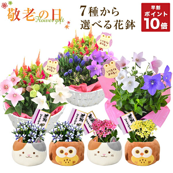 楽天市場 早割ポイント10倍 敬老の日 花 ギフト プレゼント 7種から選べる お花 リンドウ 白寿 桔梗 ケイトウ カランコエ 鉢植え 鉢花 花鉢 東北 関西送料無料 敬老 フラワーギフト ふくろう 三毛猫 花のギフト社 花のギフト社onlineshop