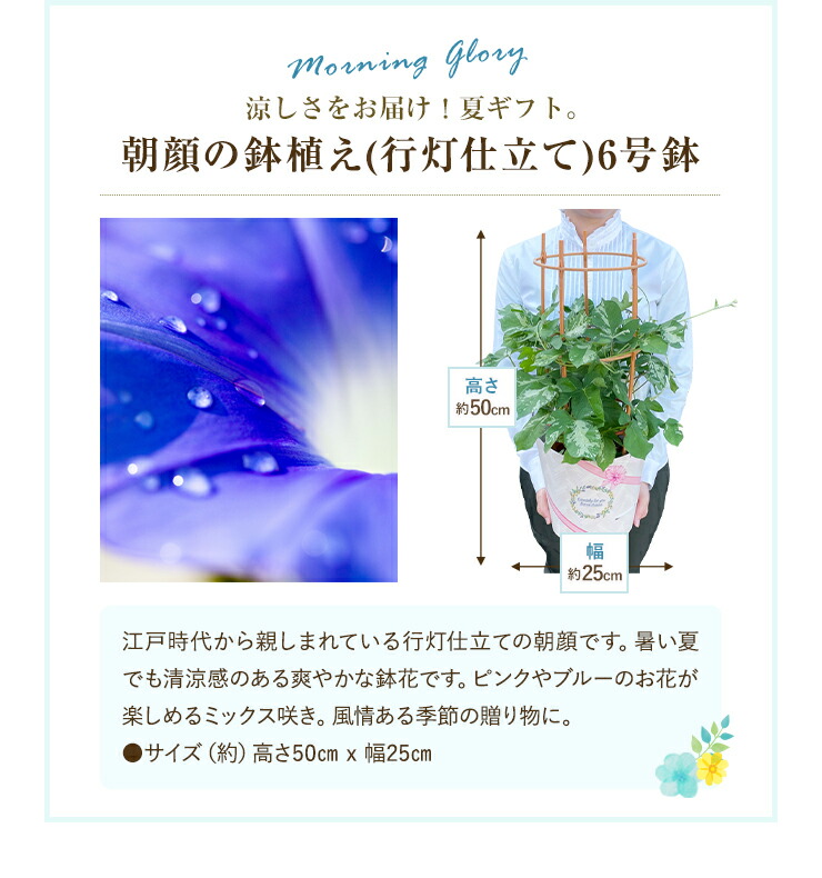 朝顔 鉢植え あさがお アサガオ 送料無料 6号 鉢 日本朝顔 マジック