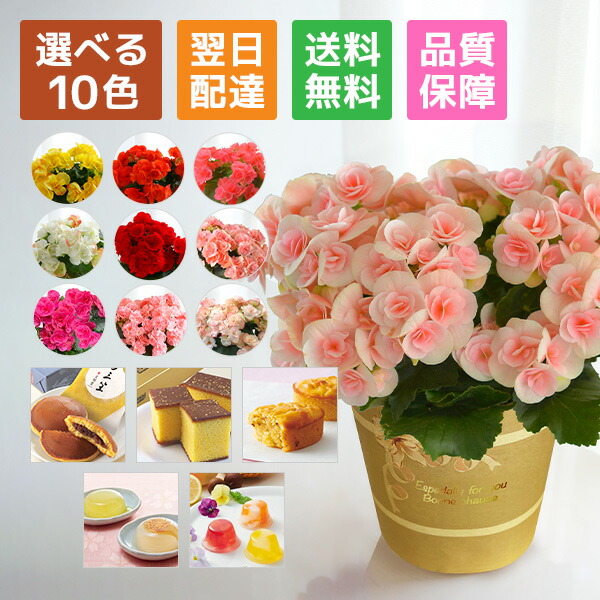 sakoです♪2点セット！ビッグスマイル2鉢 木立ベゴニア10鉢　苗　苗木 0306_img.jpg