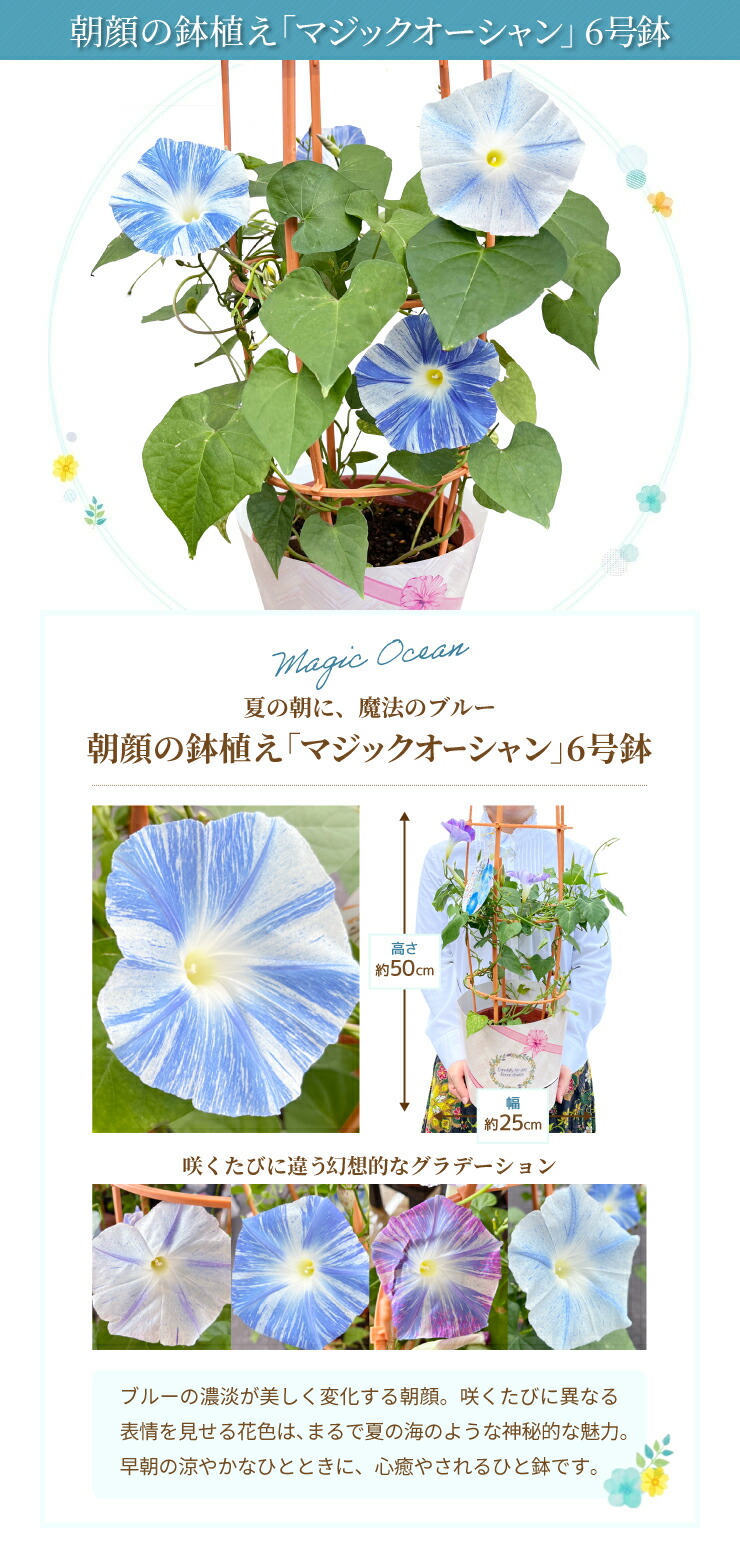 朝顔 鉢植え あさがお アサガオ 送料無料 6号 鉢 日本朝顔 マジック