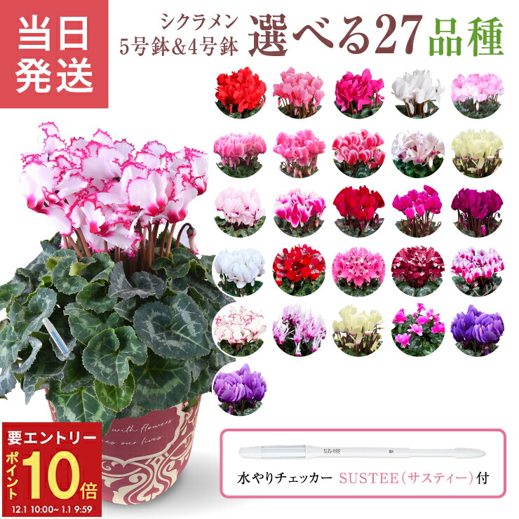 楽天市場】【エントリーでP10倍☆1/1 9:59まで】当日発送17時〆