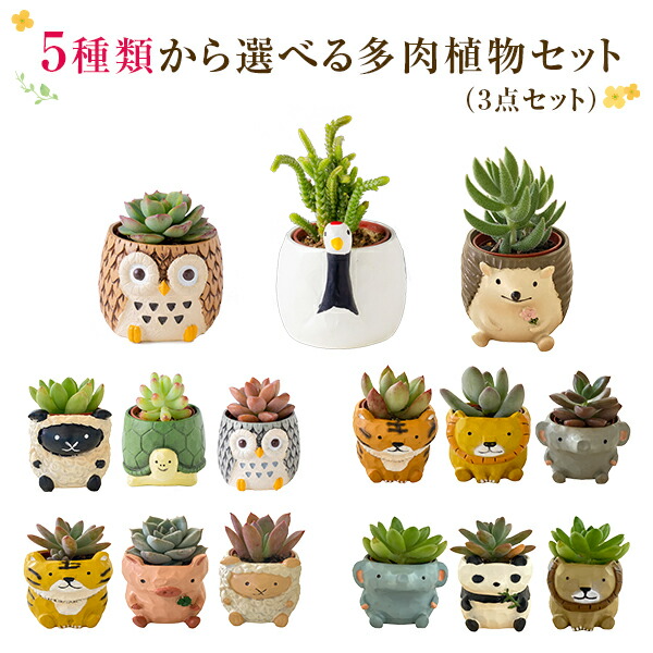 【3/20限定ポイント5倍】 あす楽 14時まで 多肉植物 鉢植え 5種から選べる3鉢セットシリーズ 観葉植物 ギフト プレゼント 女性 誕生日 お祝い フラワーギフト インテリア 雑貨 オシャレ かわいい 縁起物 誕生日プレゼント
