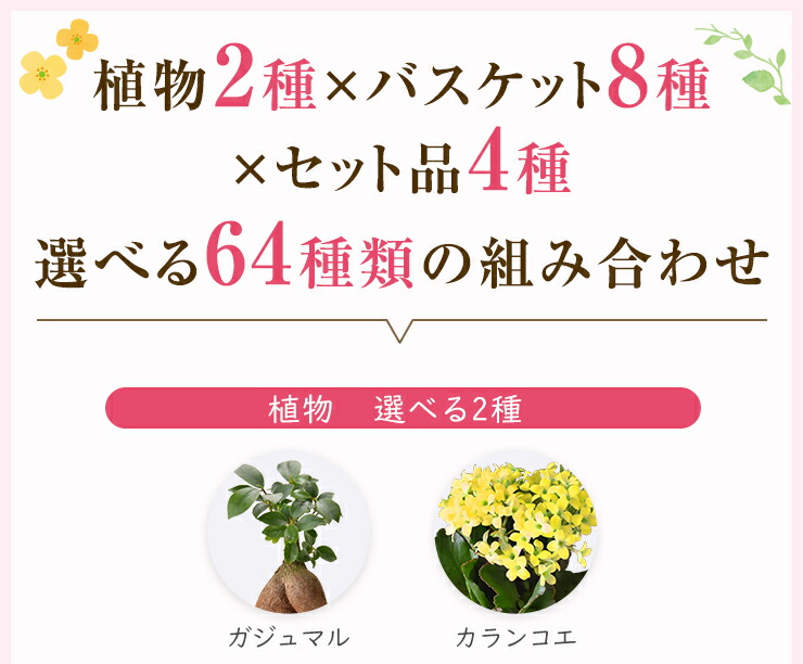 あす楽 14時まで 選べる64種 ガジュマル カランコエ シクラメン 観葉
