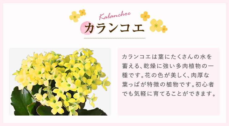 あす楽 14時まで 選べる64種 ガジュマル カランコエ シクラメン 観葉植物 お花 花鉢 鉢花 鉢植え いちごの里 日光 カステラ 中島大祥堂 こがね芋 黒わらび餅 西堀酒造 門外不出 日本酒 誕生日 お祝い 花 プレゼント ギフト 縁起物 招き猫 三毛猫 フラワーギフト