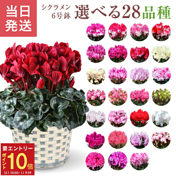 楽天市場】【エントリーでP10倍☆1/1 9:59まで】当日発送17時〆