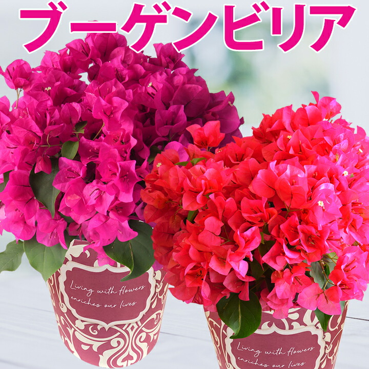 楽天市場】あす楽 14時まで 生花 アレンジ 誕生日 お祝い アレンジメント 花 ギフト フラワーギフト プレゼント お誕生日 東北〜関西 送料無料 お花 母の日 父の日 敬老の日 卒業 入学 開店祝い : 花のギフト社OnlineShop 楽天市場】あす楽 14時まで 生花 アレンジ 誕生日 お祝い アレンジメント 花 ギフト フラワーギフト プレゼント お誕生日 東北〜関西 送料無料 お花 母の日 父の日 敬老の日 卒業 入学 開店祝い : 花のギフト社OnlineShop