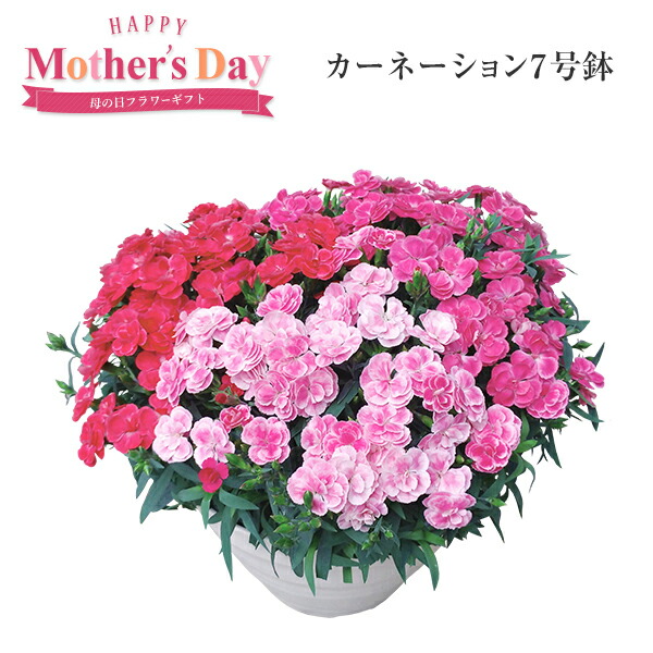 楽天市場 母の日 ギフト プレゼント 花 カーネーション スイーツ 3色 7号鉢 鉢植え プレゼント 東北 関東 関西送料無料 母の日プレゼント 鉢花 花鉢 花のギフト社 花のギフト社onlineshop