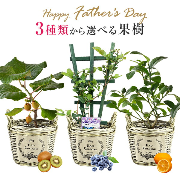 楽天市場 あす楽 14時まで プレゼント 花 鉢植え レモン ブルーベリー キウイ 東北 関東 関西送料無料 3種類から選べる果樹 誕生日 フラワーギフト レモンの木 ブルーベリーの木 キウイの木 苗木 鉢花 花鉢 花のギフト社 花のギフト社onlineshop