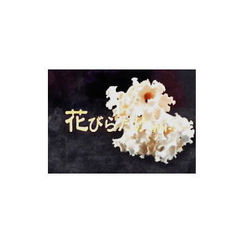 最初の 新しくなった 花びらたけ ハナビラタケ Mh 3 3ｍｇ 60カプセル ２箱セット Fucoa Cl