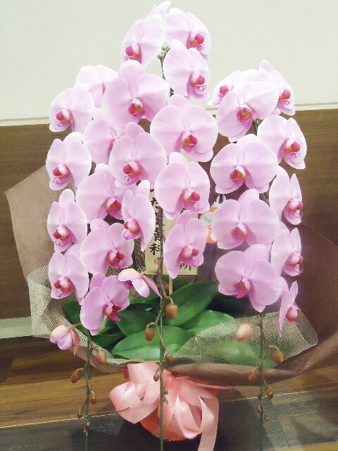 今季注目 最短翌日お届け MIR46E1JDHT 型番:MIR46E1JDHT