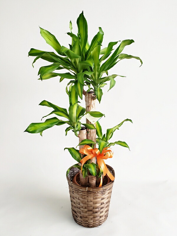 Shop R10s Jp 1187i Cabinet 12 Jpg