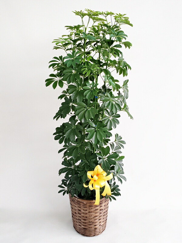 花 観葉植物 観葉植物観葉植物 カポック 10号カゴ付き 高さ170cm 円税込 飯島生花店
