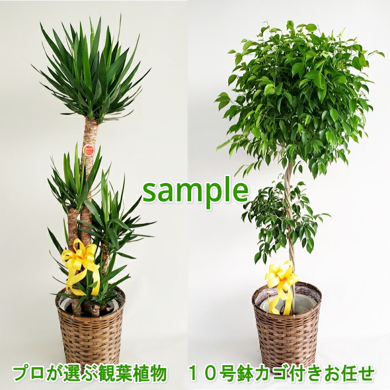 圧倒的人気  【M3L452GCUS1】 限定デザイン