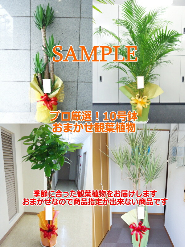 労働者階級が選ぶ観葉草木 10号 カゴなし 高さ160-170糎 13900円税込 ※首府圏は比較的店卸し資産がありますがそこ以外の地方は店卸し資産を突きとめるしてからの申し合わせとなります