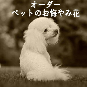 全国相応う能力のある 愛玩動物のお悔やみ花 購入注文お手伝いさん 100000円