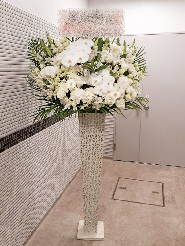 st1n147 白いこと夢見鳥蘭入 白人種取り合わせ 白ブリキ基礎開花期 