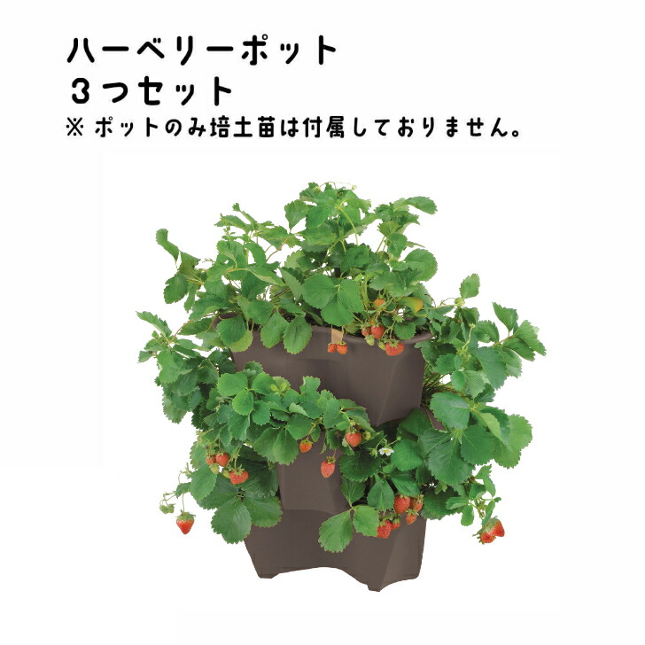 楽天市場】Whichford ウィッチフォード 植木鉢 専用ストロベリー