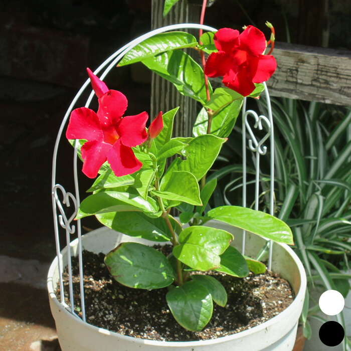 確認用  花苗 楽天市場】アジサイ 苗 【ガーデンアジサイ ホワイトキング