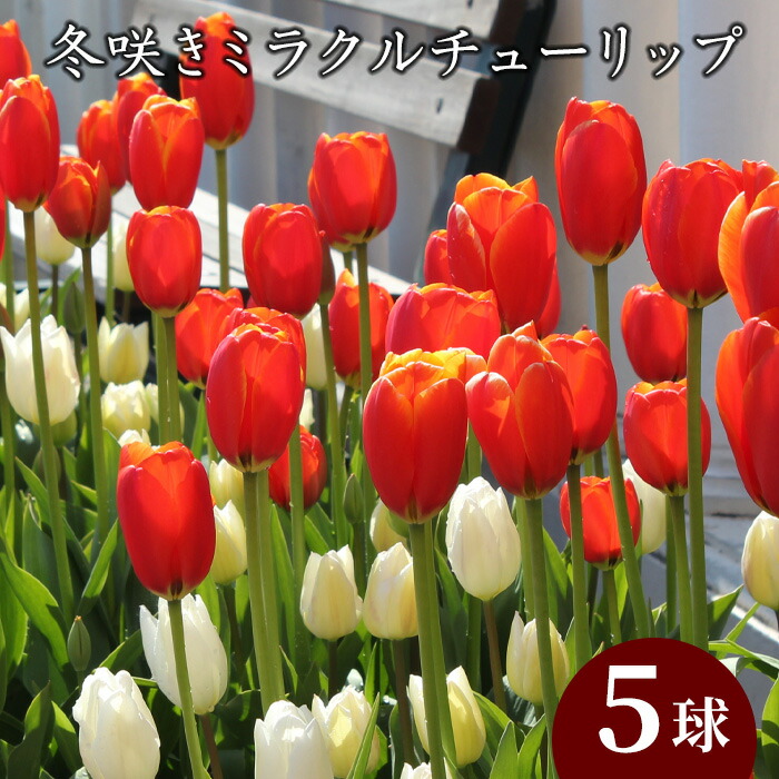 楽天市場】【11月】ストック 八重咲 矮性種 花苗 12ポットミックス セット[冬一年草] なごみ : 花苗園芸店なごみ