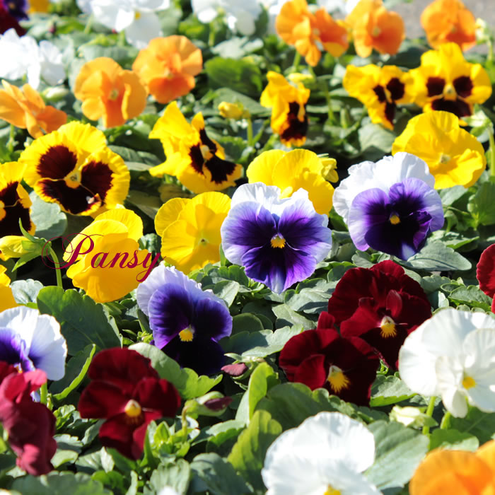 楽天市場 スーパーセール パンジー 花苗 全色12ポットセット 冬一年草 花苗園芸店なごみ 楽天市場 スーパーセール パンジー 花苗 全色12ポットセット 冬一年草 花苗園芸店なごみ
