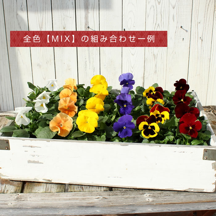 楽天市場 パンジー 花苗 色系が選べる 24ポット セット 冬一年草 花苗園芸店なごみ
