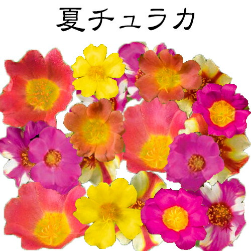 楽天市場 夏チュラカ 栄養系 ポーチュラカ 改良品種 3号ポット 花苗 夏苗 花苗園芸店なごみ