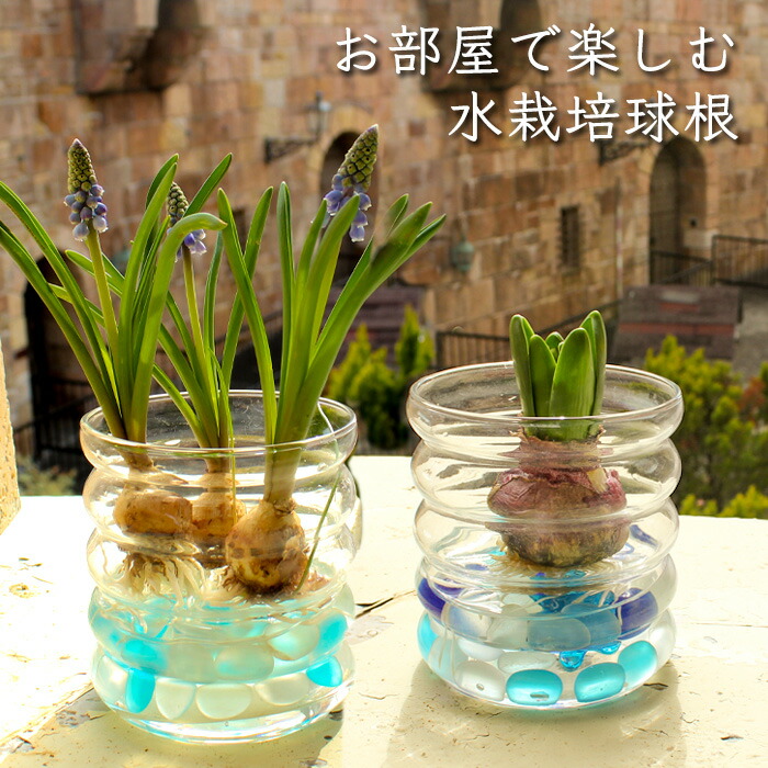 楽天市場】水栽培容器 ヒヤシンス 球根用 VASE Double ダブル 2球用