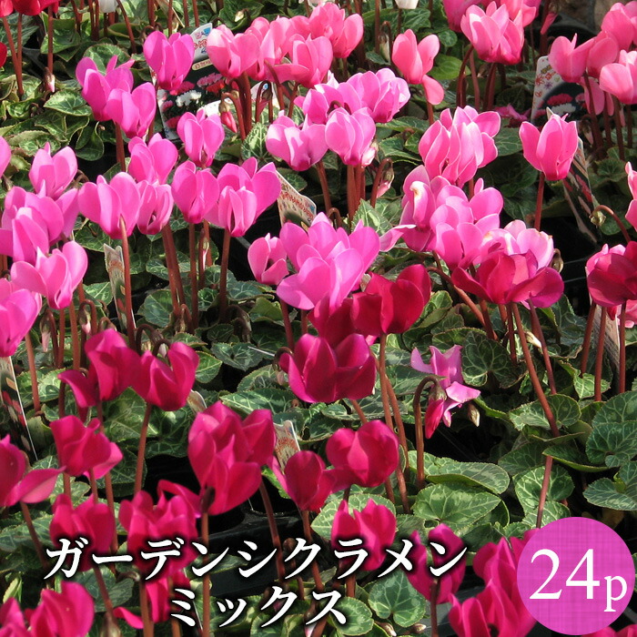 楽天市場】ガーデンシクラメン フェアリーミニ 秀品 花苗 全色