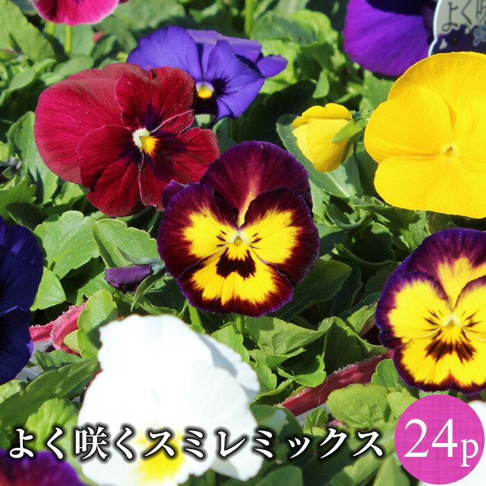 楽天市場】よく咲く スミレ 中輪 パンジー 花苗 12ポットミックス[冬一