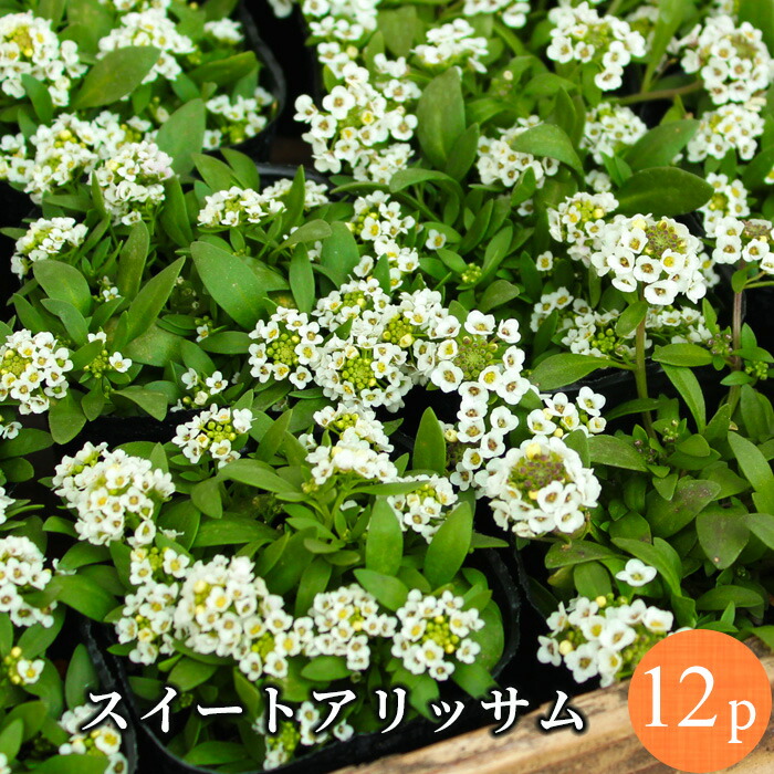 楽天市場 スイートアリッサム 白花 花苗 12ポットセット 冬一年草 アリッサム 花苗園芸店なごみ