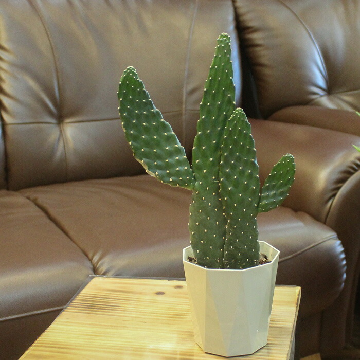 ベンケイチュウ　弁慶柱　10株　3号 楽天市場】弁慶柱（ベンケイチュウ）サボテン 3号鉢植え 苗木