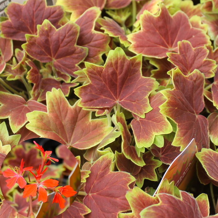 楽天市場】もみじ葉ゼラニューム オレンジ【花苗】【ゼラニウム】 : 母