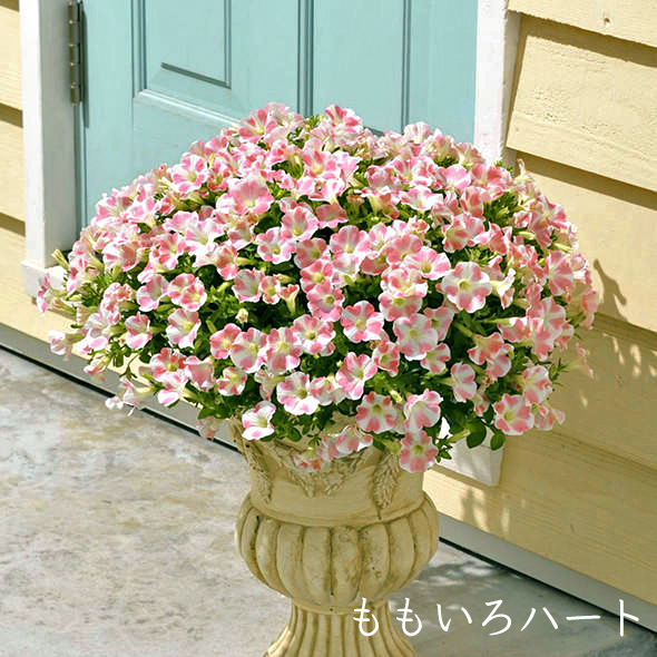 楽天市場 秋苗 サントリー 花つき サフィニア アート 3 5号 花苗 栄養系ペチュニア 花苗園芸店なごみ