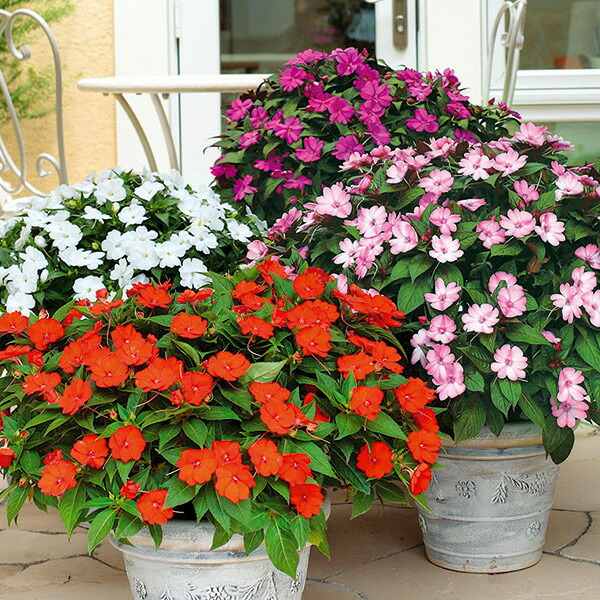 楽天市場 サンパチェンス 改良ニューギニアインパチェンス 3 5号 専門店花苗 夏苗予約 花苗園芸店なごみ