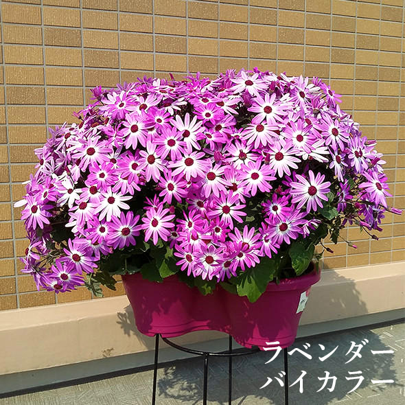 楽天市場 完売終了 サントリー セネッティ 豪華咲き 専門店用 3 5号 花苗 花苗園芸店なごみ