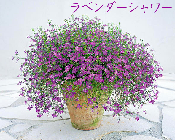 楽天市場 販売終了 サントリー ロベリア アズーロコンパクト 3 5号 専門店用 花苗 春苗予約 花苗園芸店なごみ