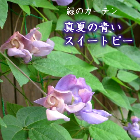 楽天市場 販売終了 スネールフラワー 真夏の青いスイートピー 3 5号花苗 夏苗予約 花苗園芸店なごみ